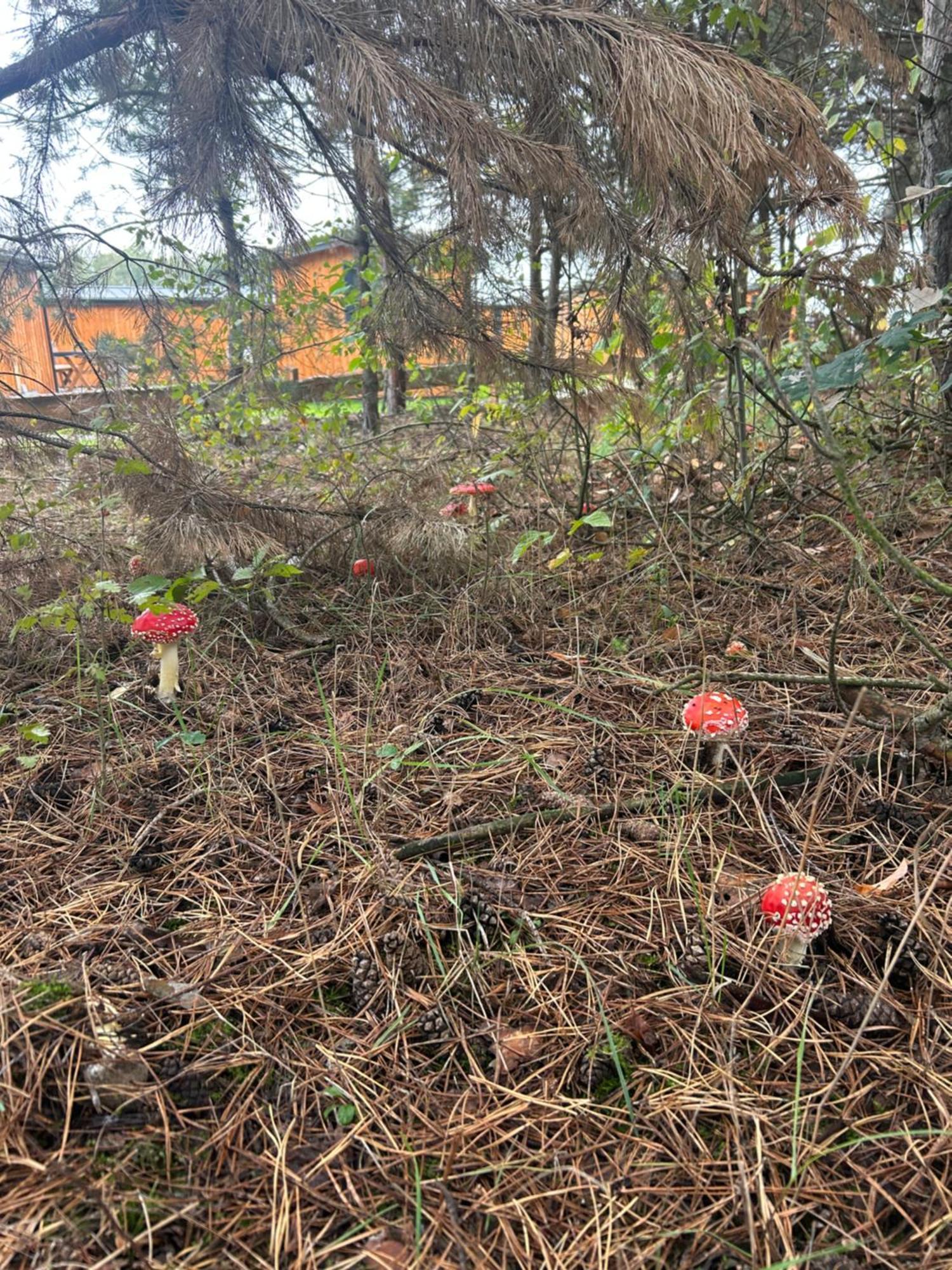 فندق Zacisze Obok Suntago Park Grabce-Towarzystwo المظهر الخارجي الصورة